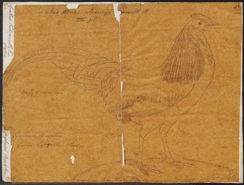 Gallus stanleyi - 1849 - Print - Iconographia Zoologica - Special Collections University of Amsterdam - UBA01 IZ17000109.jpg