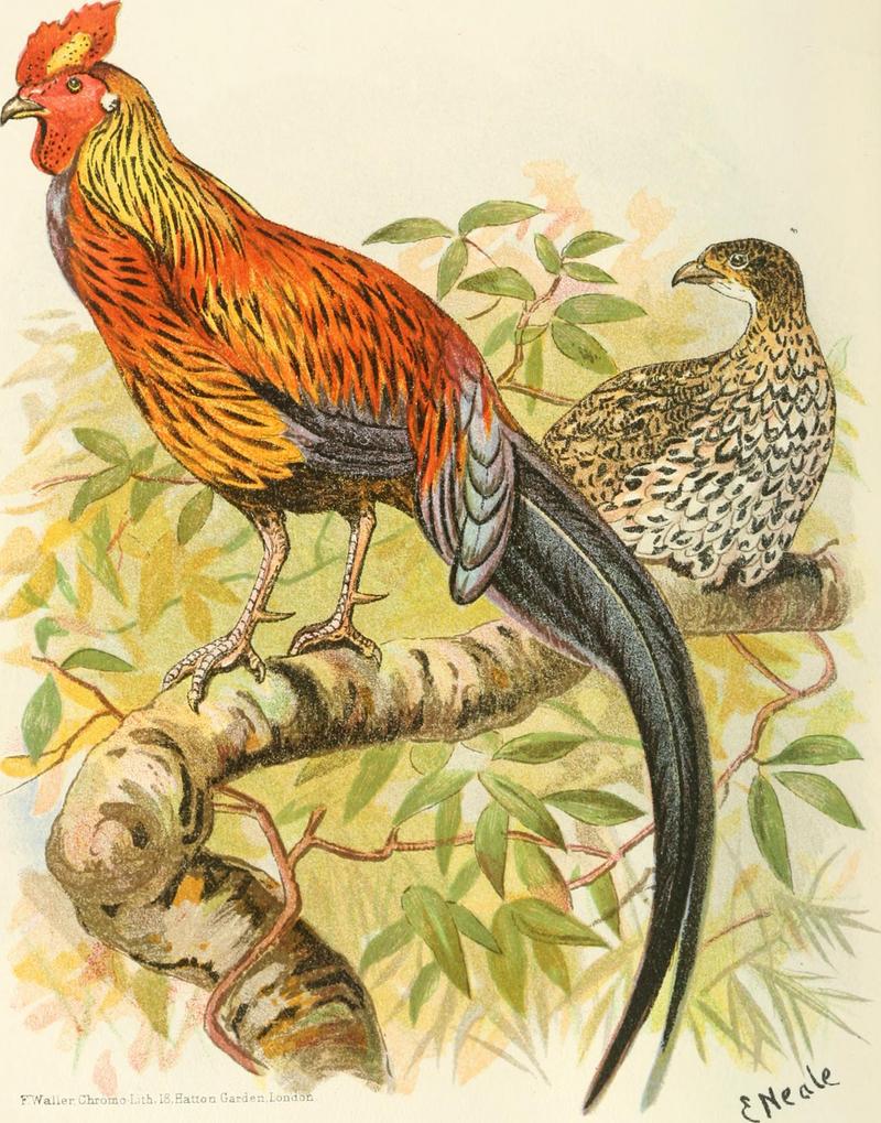 Indian sporting birds (1915) (14750304252).jpg