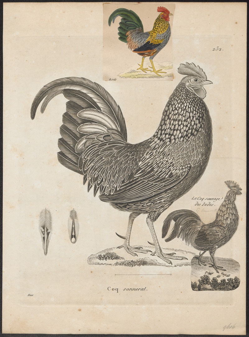 Gallus sonneratii - 1700-1880 - Print - Iconographia Zoologica - Special Collections University of Amsterdam - UBA01 IZ17000019.jpg