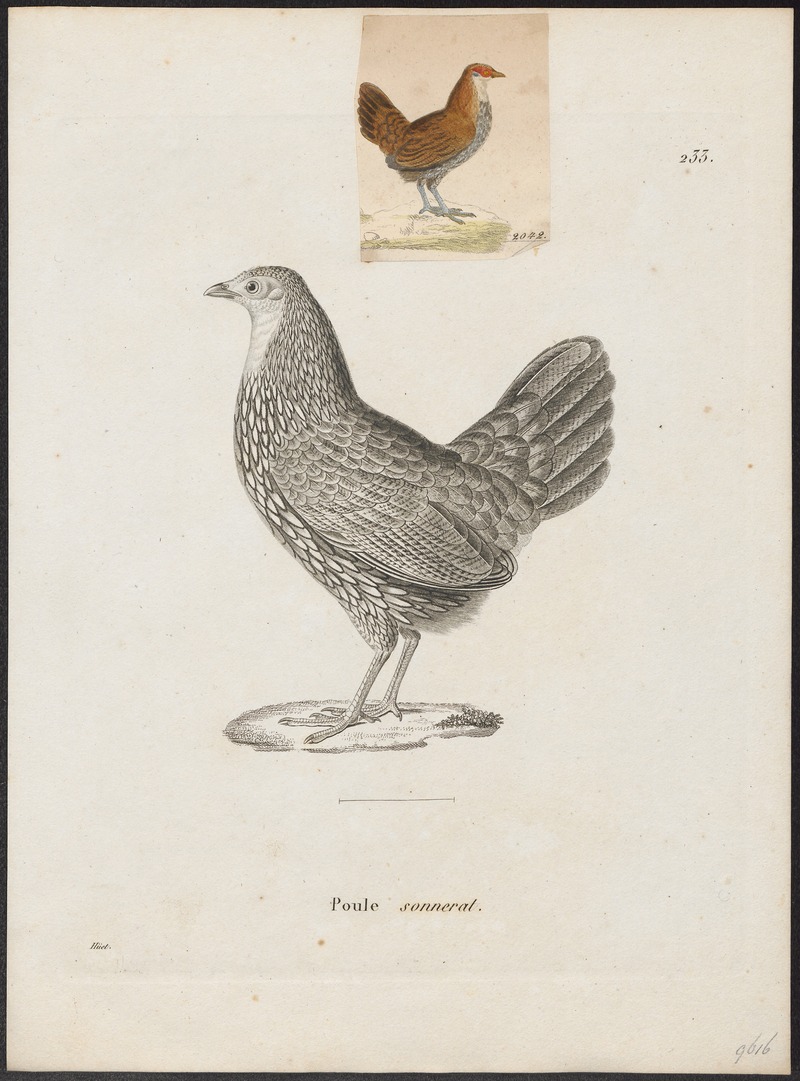 Gallus sonneratii - 1700-1880 - Print - Iconographia Zoologica - Special Collections University of Amsterdam - UBA01 IZ17000021.jpg