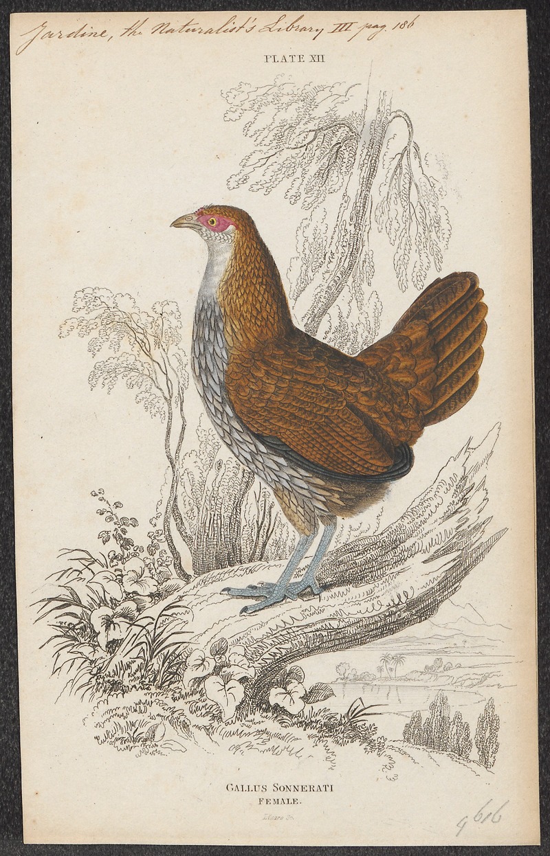 Gallus sonneratii - 1833-1866 - Print - Iconographia Zoologica - Special Collections University of Amsterdam - UBA01 IZ17000015.jpg