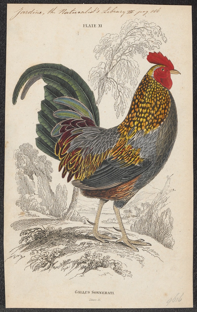 Gallus sonneratii - 1833-1866 - Print - Iconographia Zoologica - Special Collections University of Amsterdam - UBA01 IZ17000017.jpg