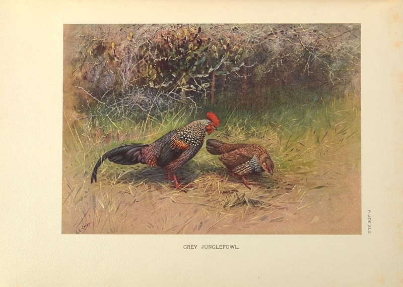 A monograph of the pheasants (PLATE XLII) (8190011113).jpg