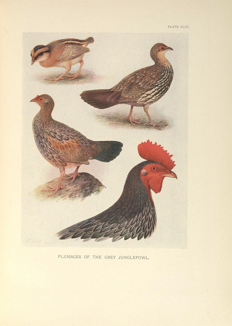 A monograph of the pheasants (PLATE XLIII) (8190011763).jpg
