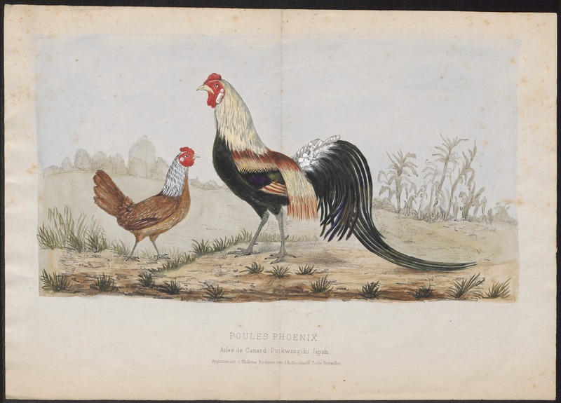 Gallus sonneratii - 1700-1880 - Print - Iconographia Zoologica - Special Collections University of Amsterdam - UBA01 IZ17000075.jpg