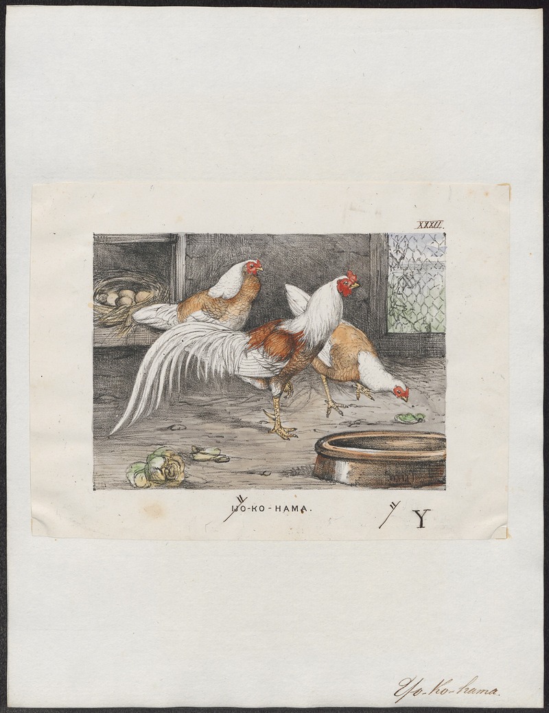 Gallus sonneratii - 1700-1880 - Print - Iconographia Zoologica - Special Collections University of Amsterdam - UBA01 IZ17000099.jpg