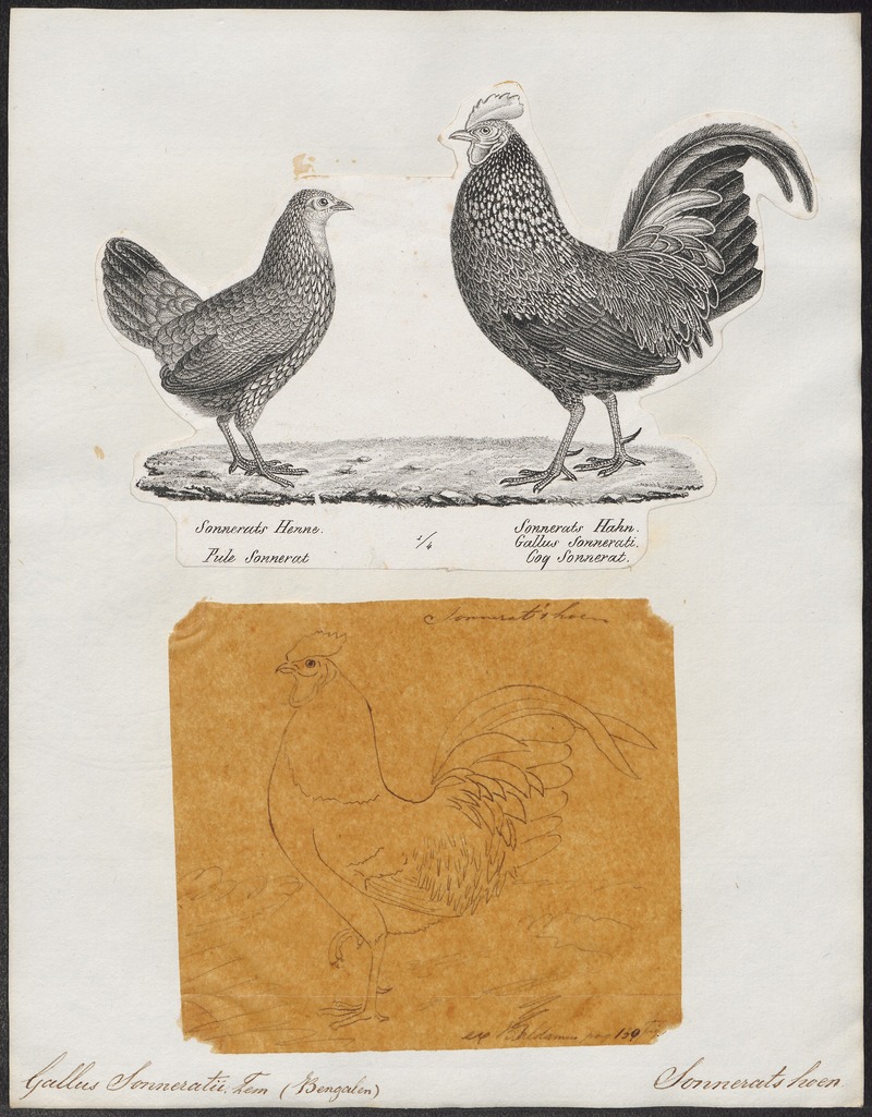 Gallus sonneratii - 1700-1880 - Print - Iconographia Zoologica - Special Collections University of Amsterdam - UBA01 IZ17000105.jpg