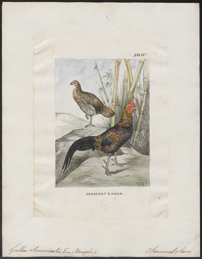Gallus sonneratii - 1700-1880 - Print - Iconographia Zoologica - Special Collections University of Amsterdam - UBA01 IZ17000107.jpg