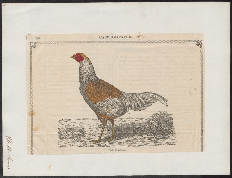 Gallus sonneratii - 1879 - Print - Iconographia Zoologica - Special Collections University of Amsterdam - UBA01 IZ17000095.jpg