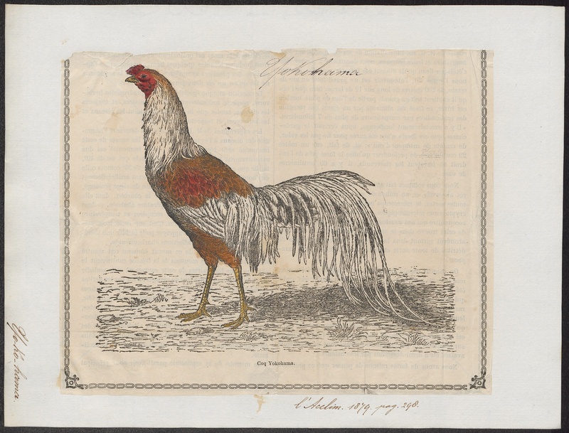 Gallus sonneratii - 1879 - Print - Iconographia Zoologica - Special Collections University of Amsterdam - UBA01 IZ17000097.jpg