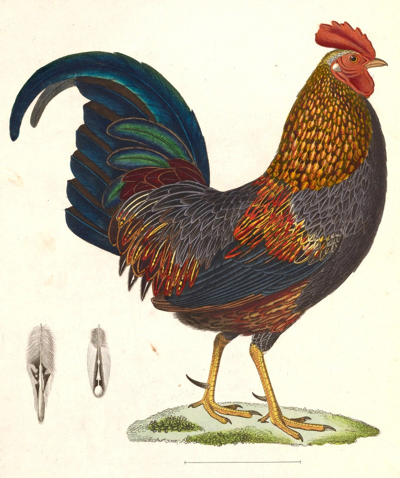 Gallus sonneratii 1838.jpg