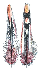 Plume de coq de sonnerat - (Millot-1907).png