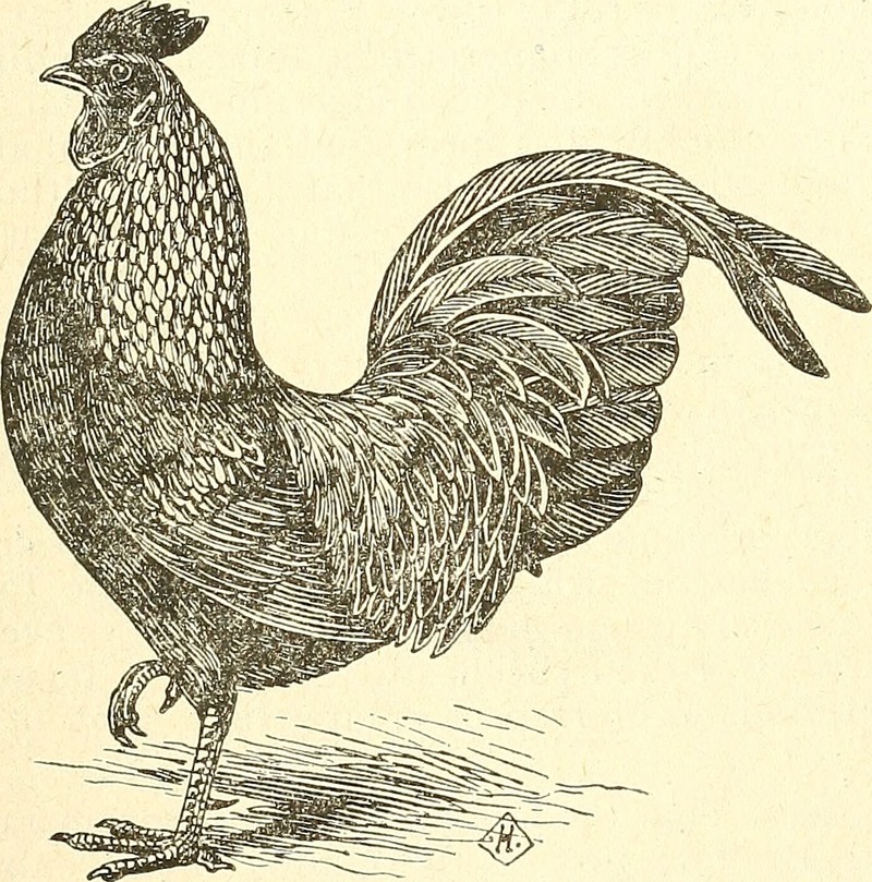 The American fancier's poultry book (1896) (18120665071).jpg