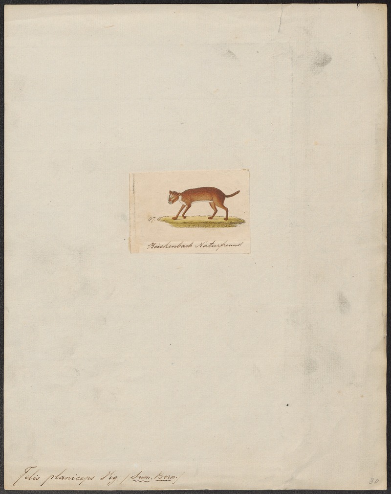 Felis planiceps - 1834 - Print - Iconographia Zoologica - Special Collections University of Amsterdam - UBA01 IZ22100260.jpg