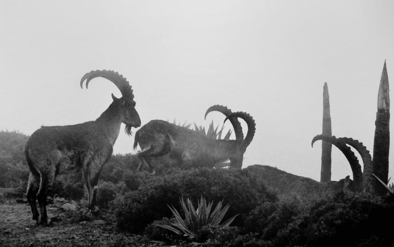 Male Walia Ibex in the fog, Simien Mts, Ethiopia (7155872550).jpg