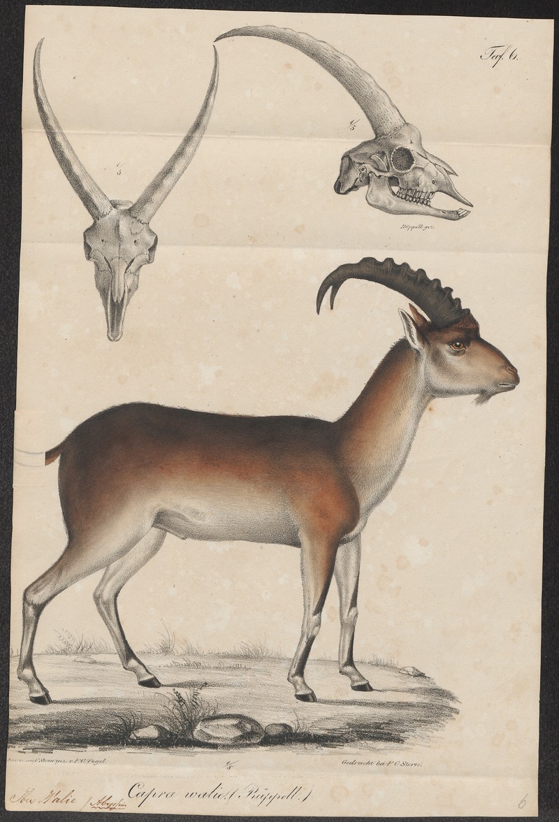 Ibex walie - met schedel - 1700-1880 - Print - Iconographia Zoologica - Special Collections University of Amsterdam - UBA01 IZ21300173.jpg