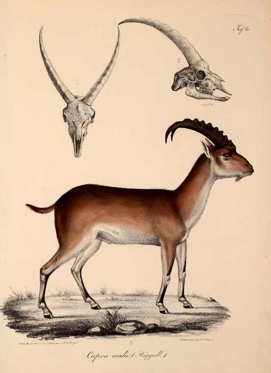 Neue Wirbelthiere zu der Fauna von Abyssinien gehörig (1835) Capra walie.png