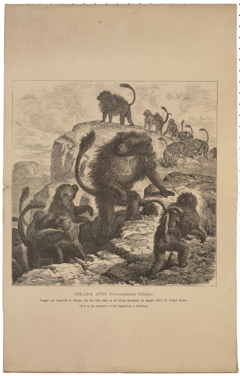 Cynocephalus gelada - 1700-1880 - Print - Iconographia Zoologica - Special Collections University of Amsterdam - UBA01 IZ20100003.jpg