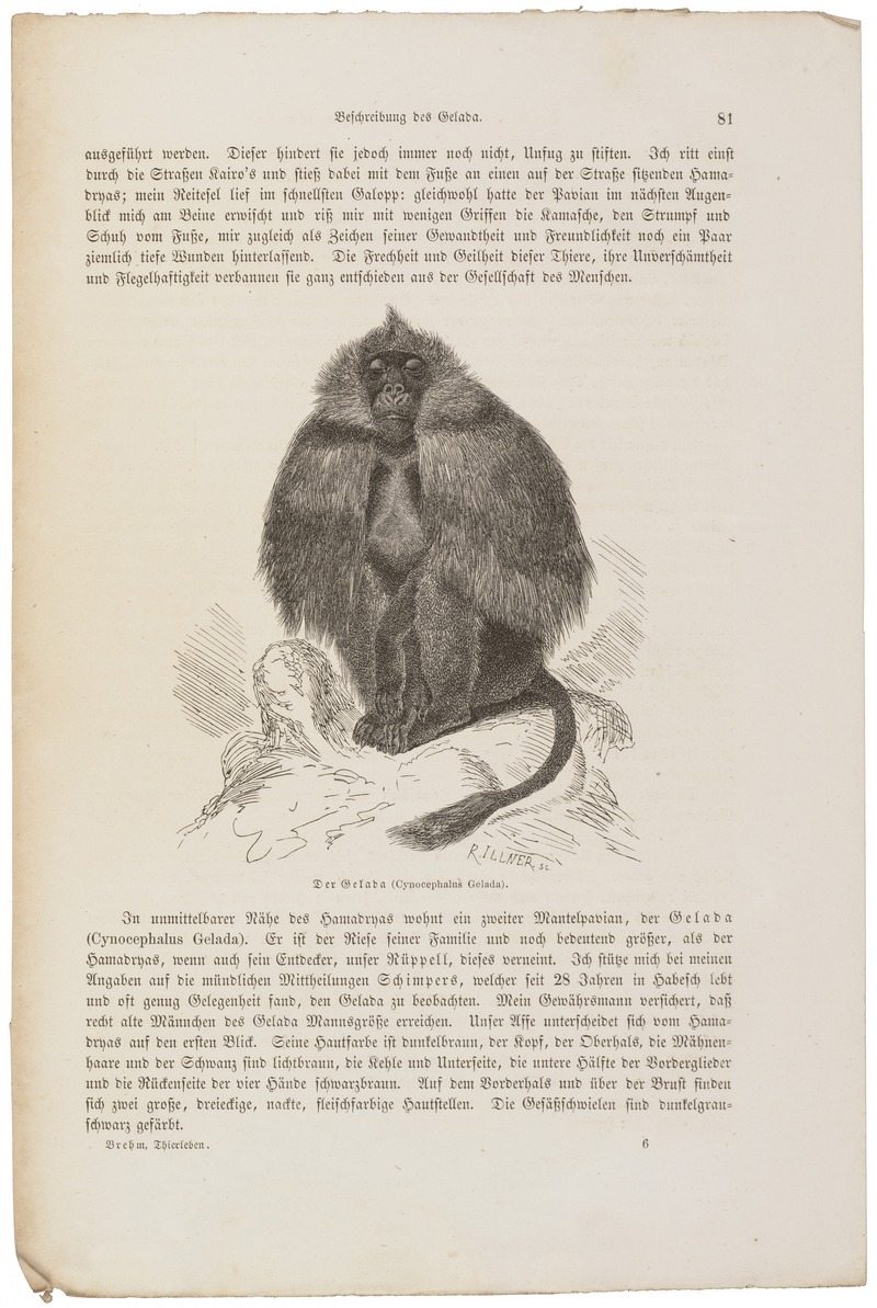 Cynocephalus gelada - 1700-1880 - Print - Iconographia Zoologica - Special Collections University of Amsterdam - UBA01 IZ20100005.jpg