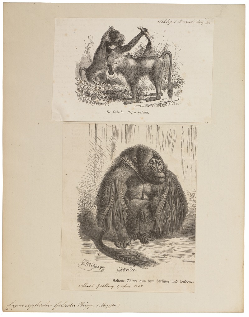 Cynocephalus gelada - 1700-1880 - Print - Iconographia Zoologica - Special Collections University of Amsterdam - UBA01 IZ20100025.jpg