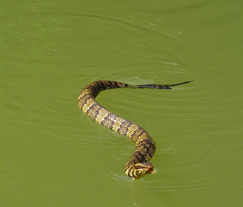 Watersnake cottonmouth tennessee - cottonmouth, water moccasin (Agkistrodon piscivorus).png