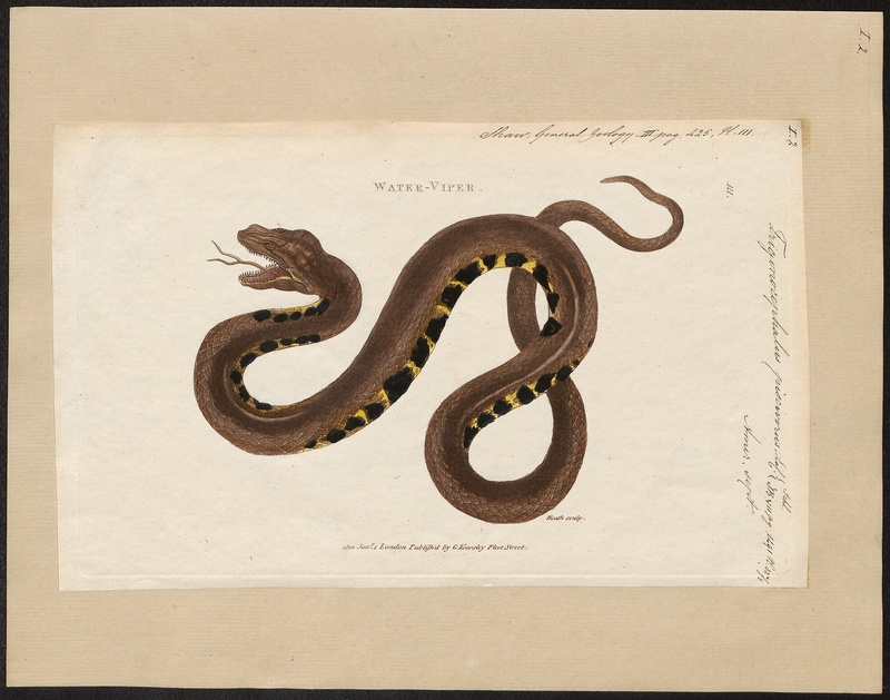 Trigonocephalus piscivorus - 1802 - Print - Iconographia Zoologica - Special Collections University of Amsterdam - UBA01 IZ11700045.jpg