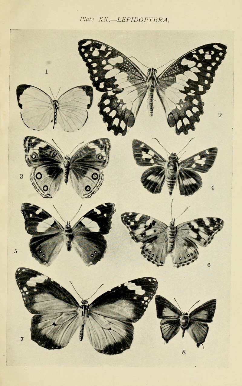 Australian insects (Plate XX) (7268246218).jpg