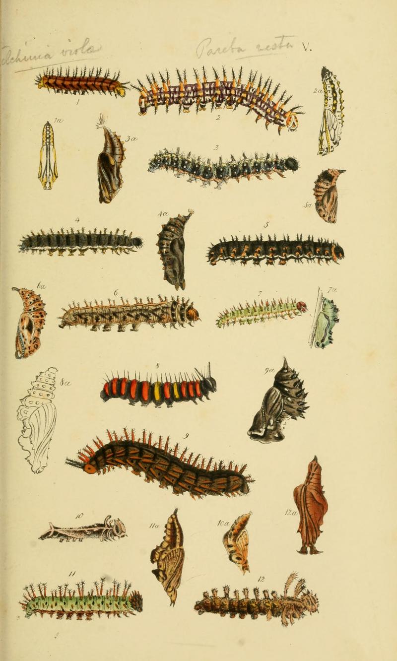 Horsfield.Moor.Catalogue.East.India.Company.Lepidoptera.Plate.V.jpg