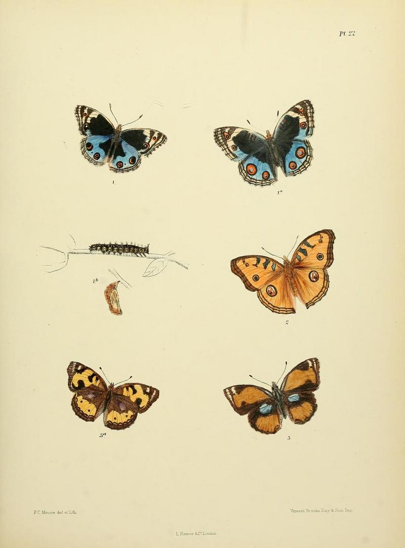 Moore The Lepidoptera of Ceylon Plate22.jpg