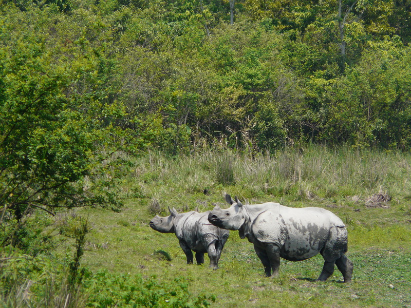 Rhinos in KazirangaTR AJT Johnsingh - Indian rhinoceros (Rhinoceros unicornis).jpg