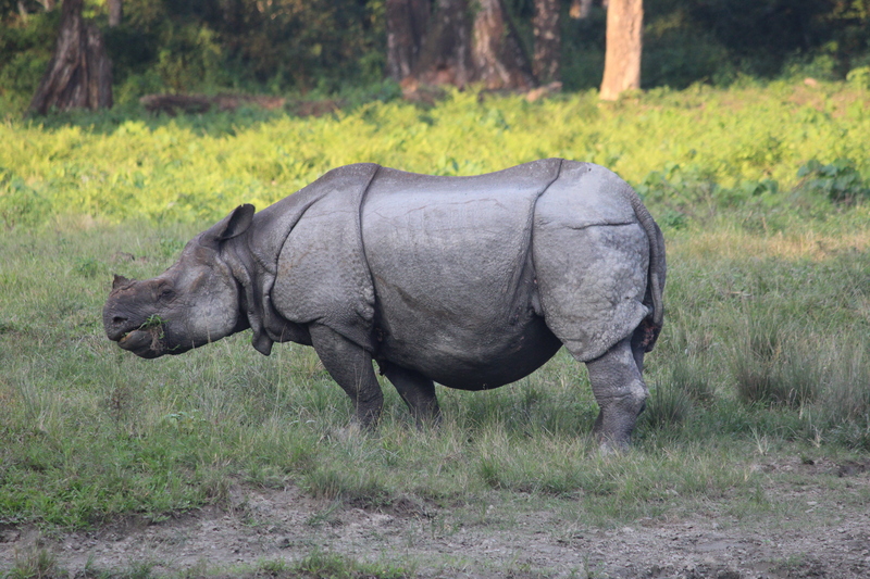 The great indian one horned rhino.jpg