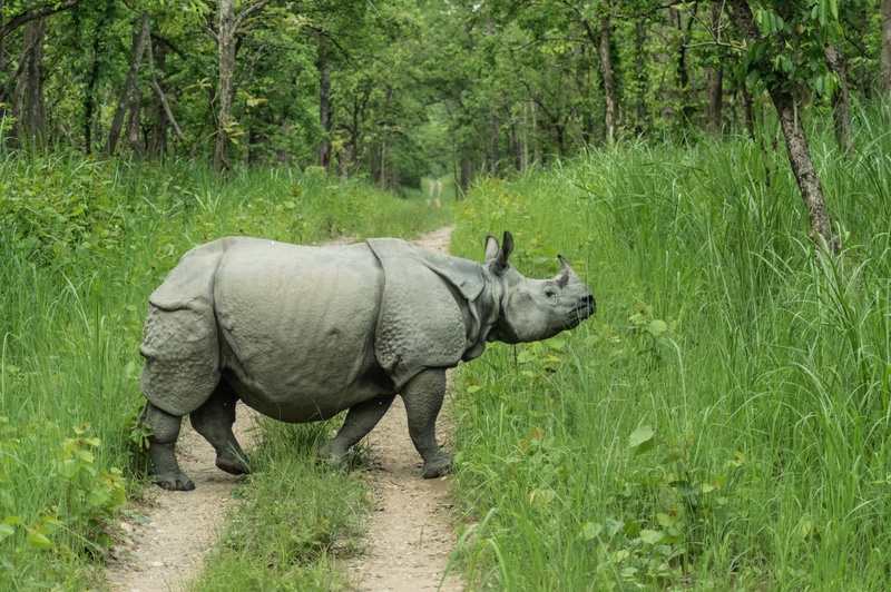 Indian one horned rhino.jpg