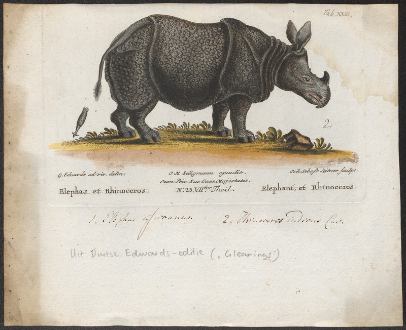 Rhinoceros indicus - 1700-1880 - Print - Iconographia Zoologica - Special Collections University of Amsterdam - UBA01 IZ22000237.jpg
