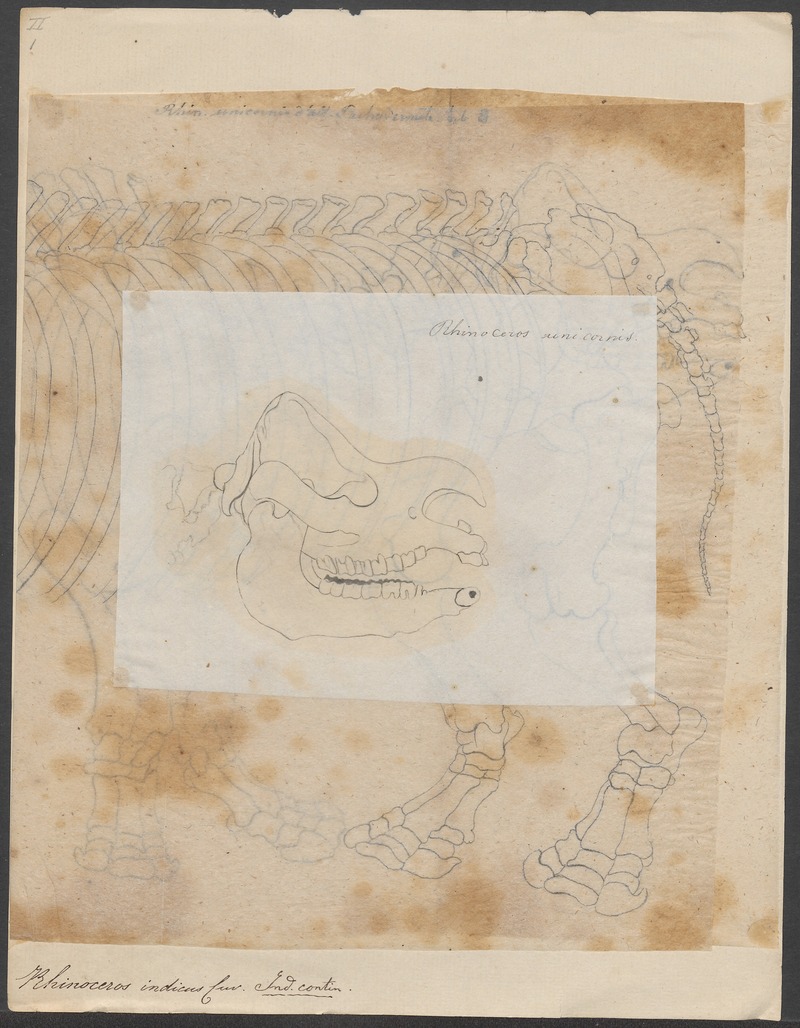 Rhinoceros indicus - 1700-1880 - Print - Iconographia Zoologica - Special Collections University of Amsterdam - UBA01 IZ22000245.jpg