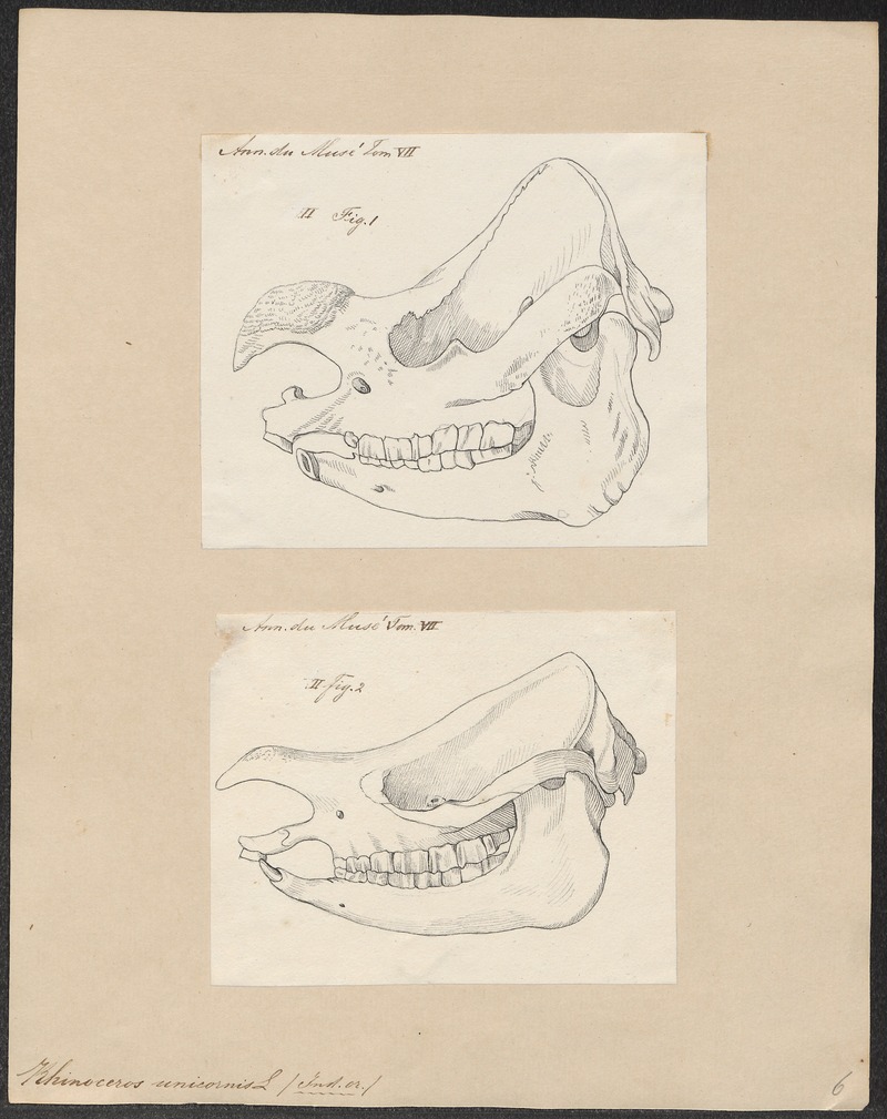 Rhinoceros unicornis - 1700-1880 - Print - Iconographia Zoologica - Special Collections University of Amsterdam - UBA01 IZ22000175.jpg