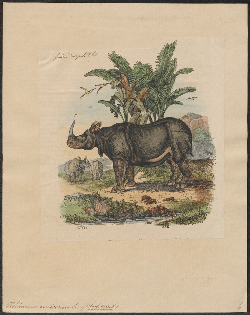 Rhinoceros unicornis - 1700-1880 - Print - Iconographia Zoologica - Special Collections University of Amsterdam - UBA01 IZ22000189.jpg