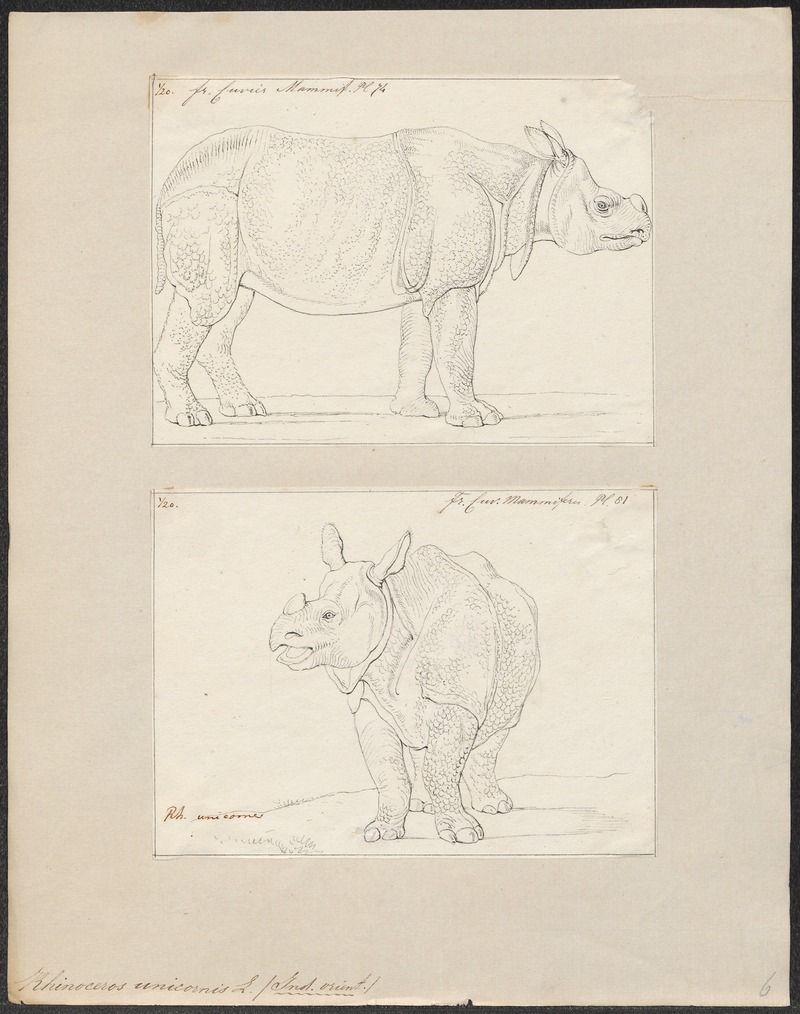 Rhinoceros unicornis - 1700-1880 - Print - Iconographia Zoologica - Special Collections University of Amsterdam - UBA01 IZ22000205.jpg