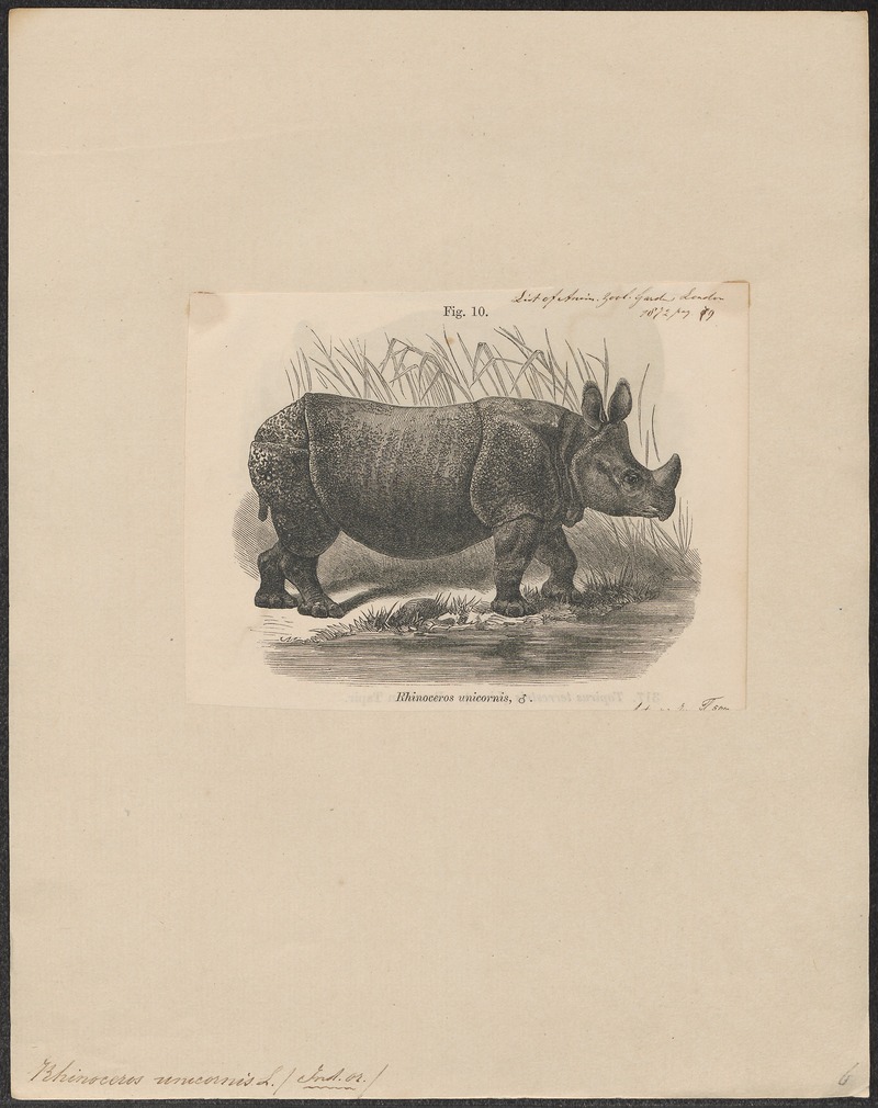 Rhinoceros unicornis - 1700-1880 - Print - Iconographia Zoologica - Special Collections University of Amsterdam - UBA01 IZ22000209.jpg