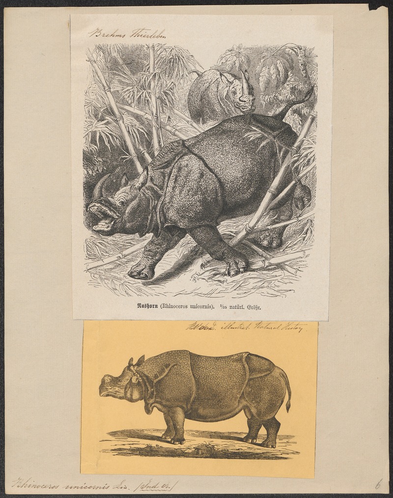 Rhinoceros unicornis - 1700-1880 - Print - Iconographia Zoologica - Special Collections University of Amsterdam - UBA01 IZ22000213.jpg
