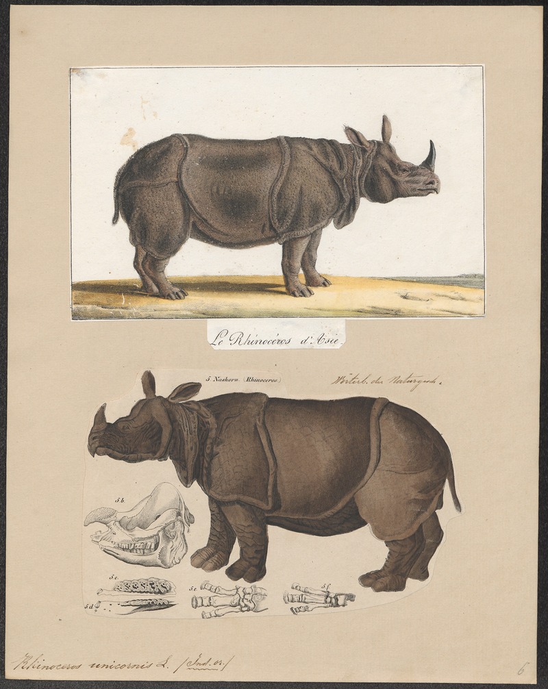 Rhinoceros unicornis - 1700-1880 - Print - Iconographia Zoologica - Special Collections University of Amsterdam - UBA01 IZ22000219.jpg