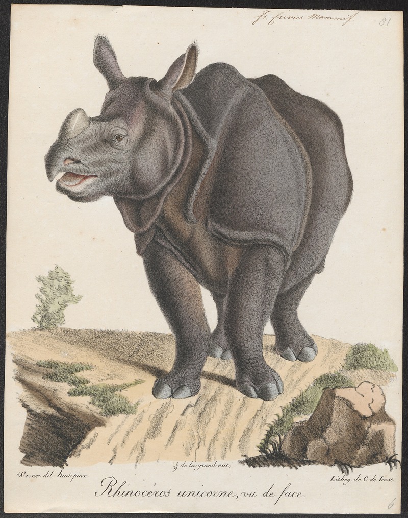 Rhinoceros unicornis - 1700-1880 - Print - Iconographia Zoologica - Special Collections University of Amsterdam - UBA01 IZ22000221.jpg