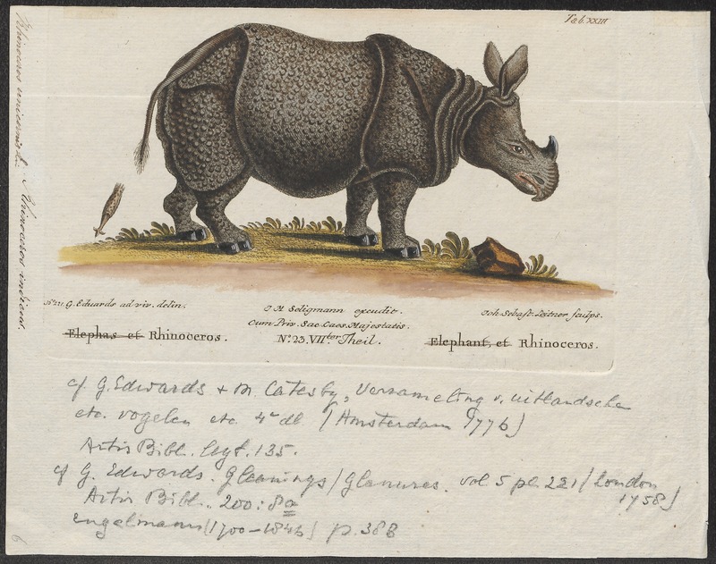 Rhinoceros unicornis - 1700-1880 - Print - Iconographia Zoologica - Special Collections University of Amsterdam - UBA01 IZ22000223.jpg