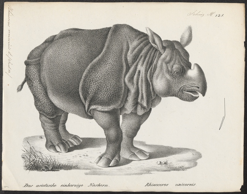 Rhinoceros unicornis - 1700-1880 - Print - Iconographia Zoologica - Special Collections University of Amsterdam - UBA01 IZ22000225.jpg