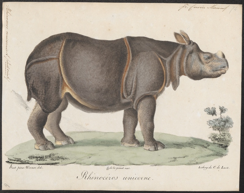 Rhinoceros unicornis - 1700-1880 - Print - Iconographia Zoologica - Special Collections University of Amsterdam - UBA01 IZ22000227.jpg
