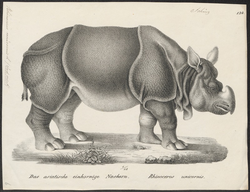 Rhinoceros unicornis - 1700-1880 - Print - Iconographia Zoologica - Special Collections University of Amsterdam - UBA01 IZ22000231.jpg