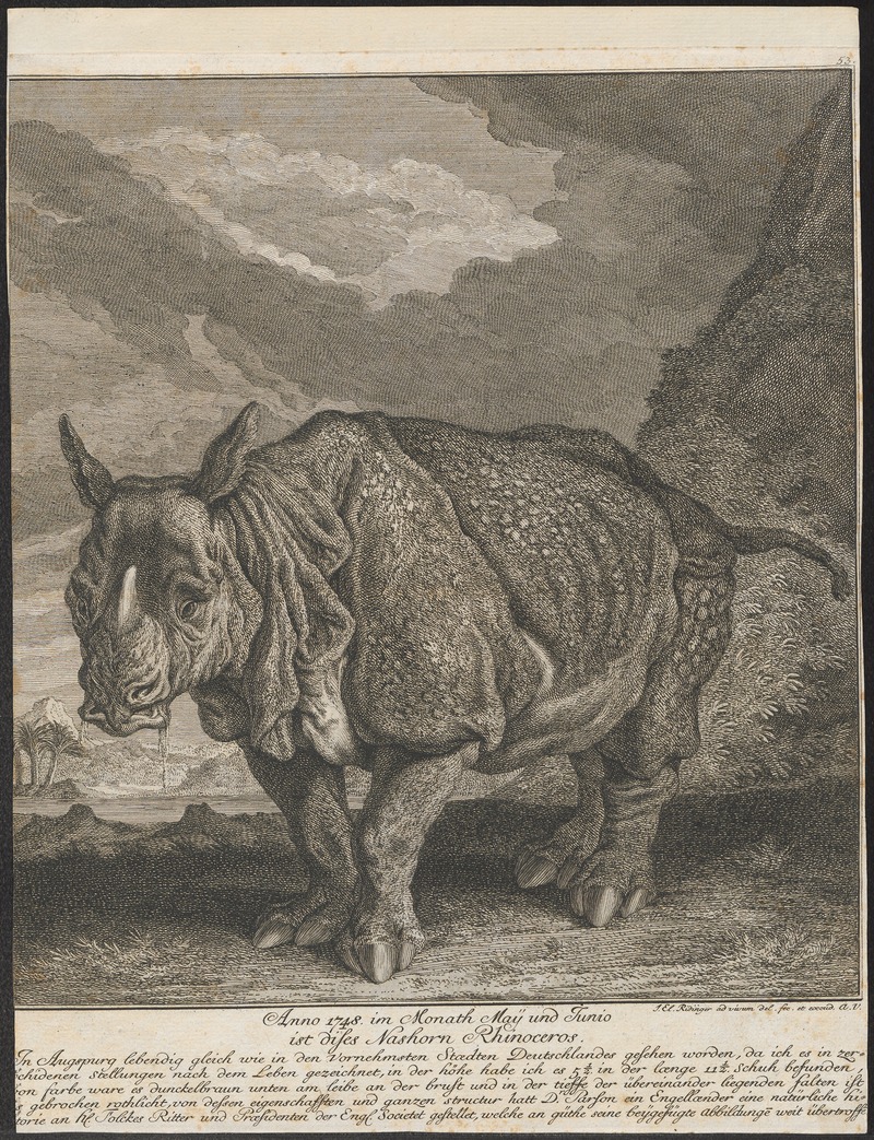 Rhinoceros unicornis - 1700-1880 - Print - Iconographia Zoologica - Special Collections University of Amsterdam - UBA01 IZ22000233.jpg