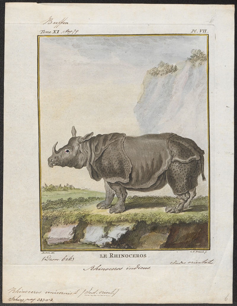 Rhinoceros unicornis - 1700-1880 - Print - Iconographia Zoologica - Special Collections University of Amsterdam - UBA01 IZ22000239.jpg