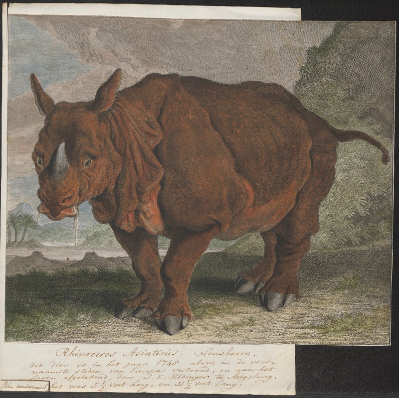 Rhinoceros unicornis - 1700-1880 - Print - Iconographia Zoologica - Special Collections University of Amsterdam - UBA01 IZ22000249.jpg
