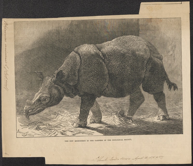 Rhinoceros unicornis - 1874 - Print - Iconographia Zoologica - Special Collections University of Amsterdam - UBA01 IZ22000207.jpg