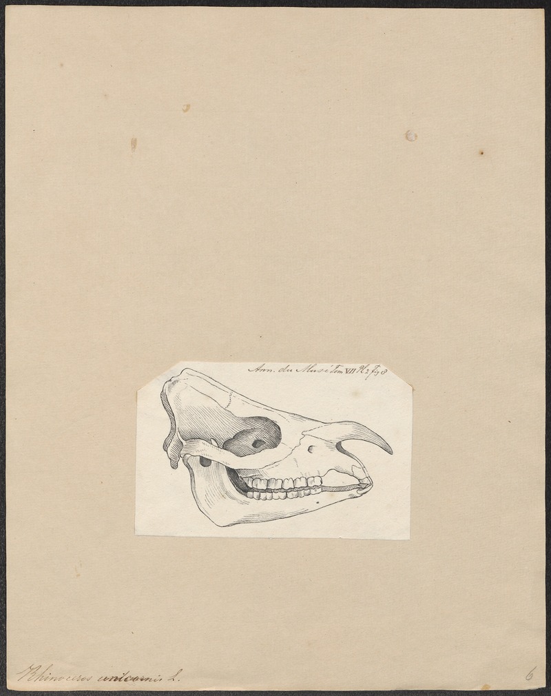 Rhinoceros unicornis - schedel - 1700-1880 - Print - Iconographia Zoologica - Special Collections University of Amsterdam - UBA01 IZ22000177.jpg